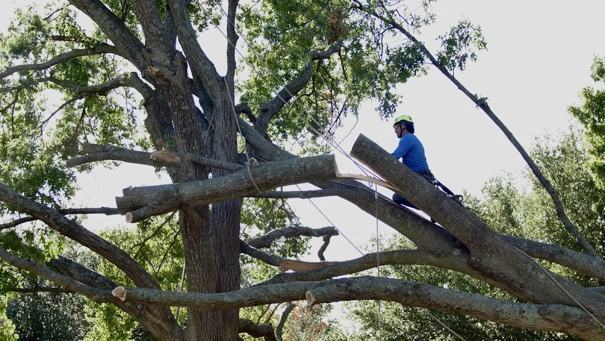Professional Crown Thinning performed by certified arborists in Berwind